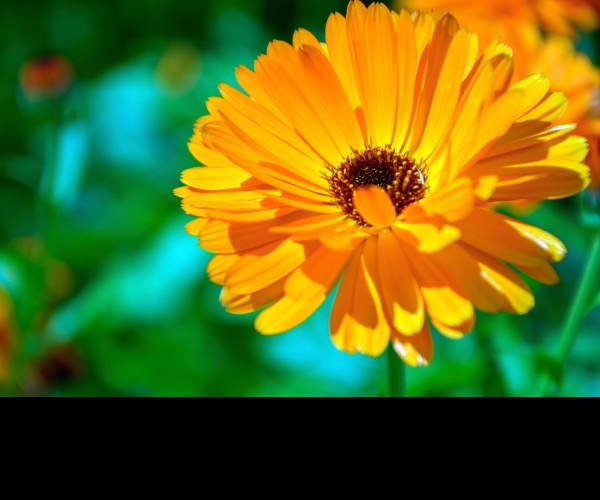 CALENDULA