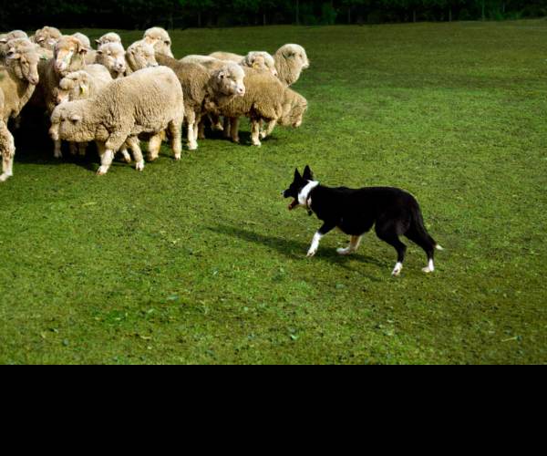 Herding Dog