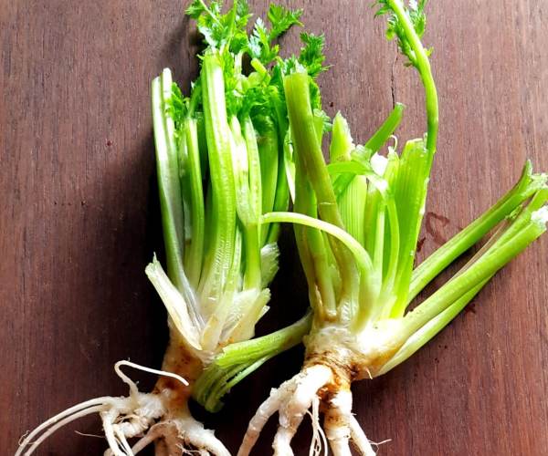 ROOT
