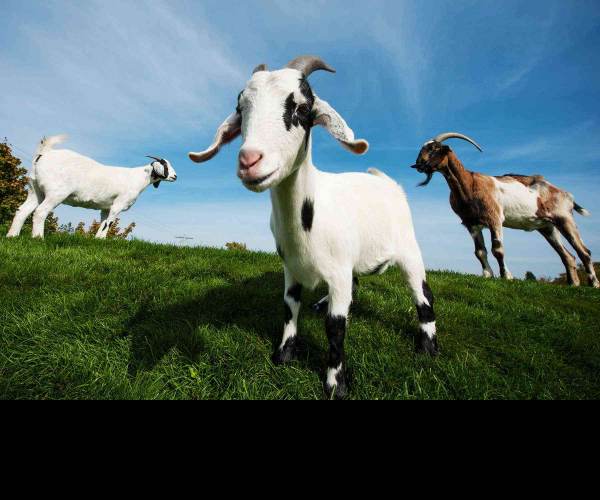 Goats On A Bridge