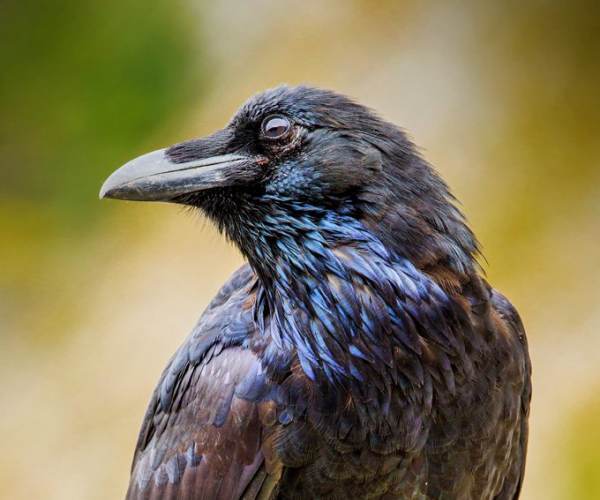 The Raven