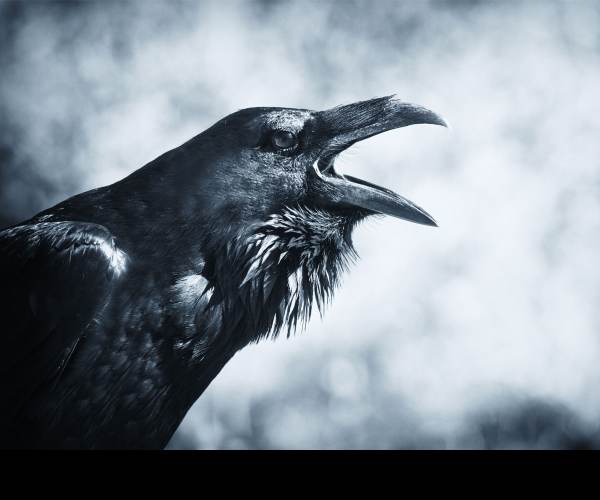 The Raven