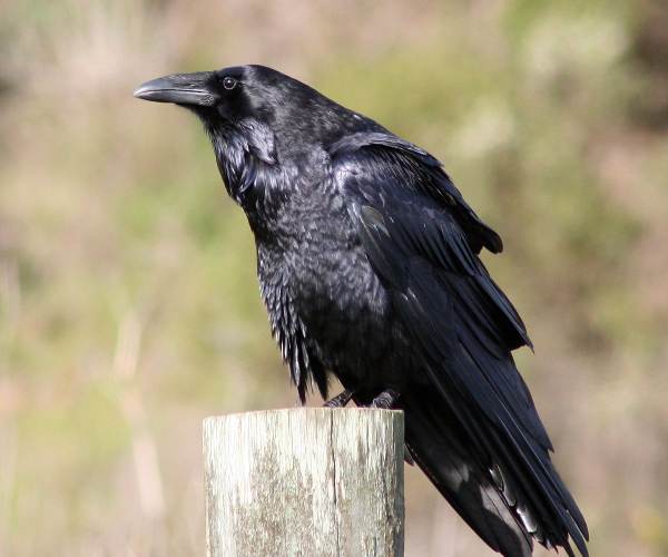 The Raven