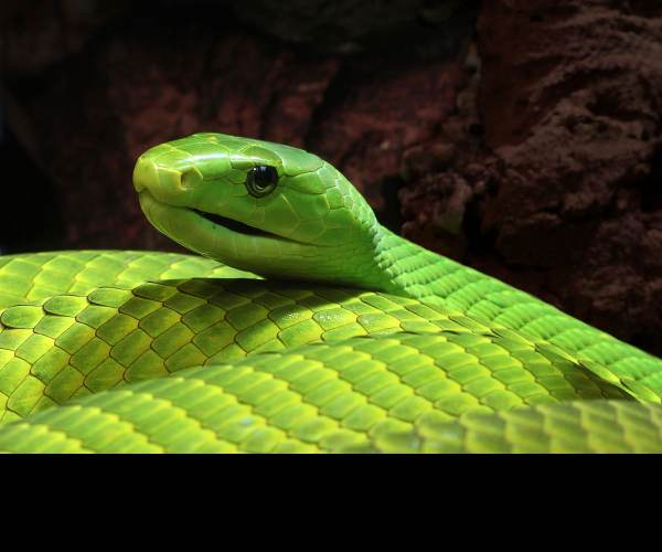 Mamba
