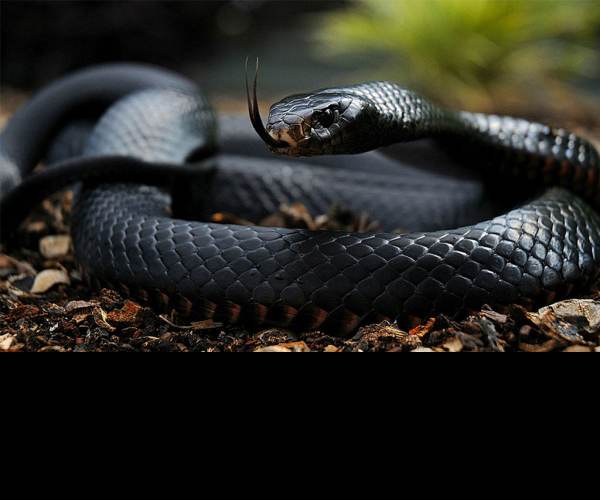 Mamba