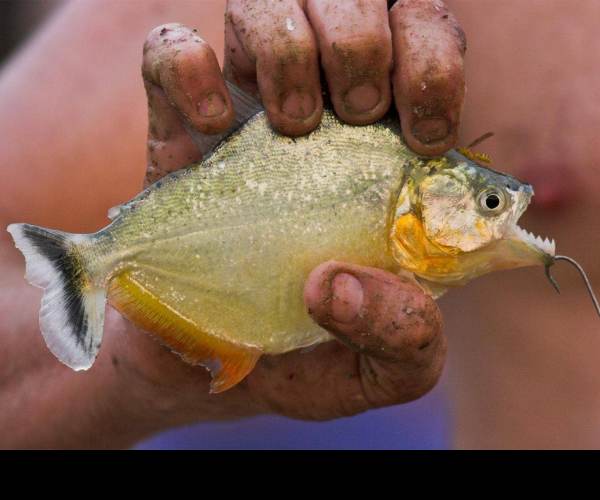 Piranha