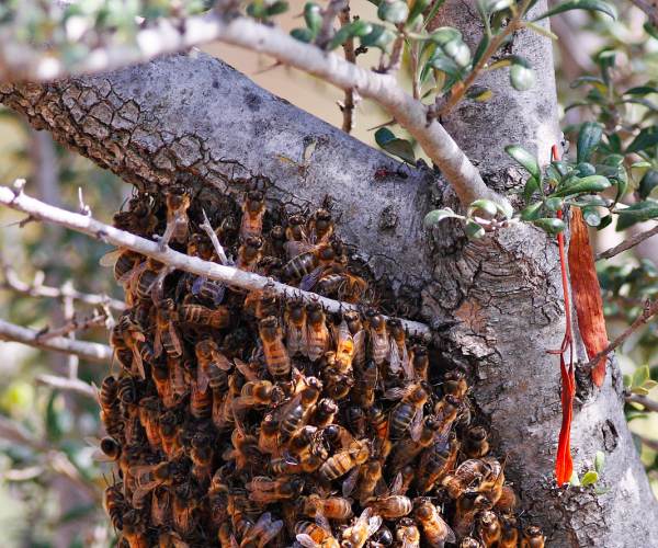 .SWARM