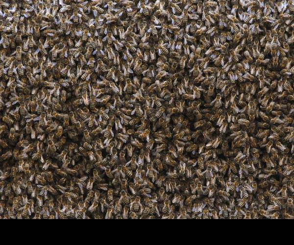 .SWARM