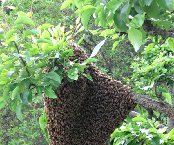 .SWARM