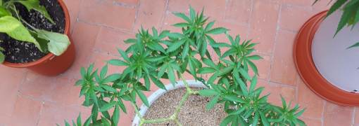 Mainlining