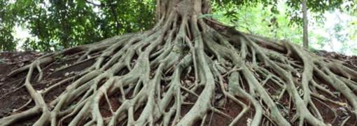 ROOT