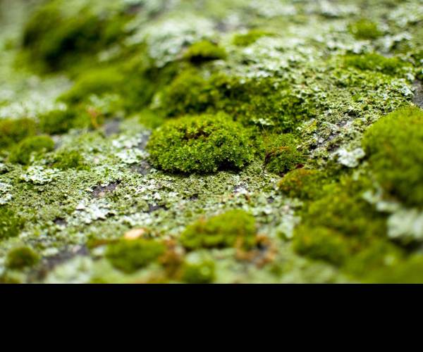 Moss