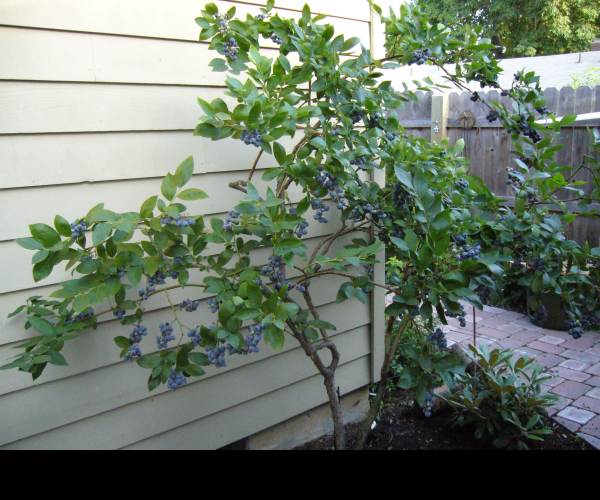 Blueberry Garden