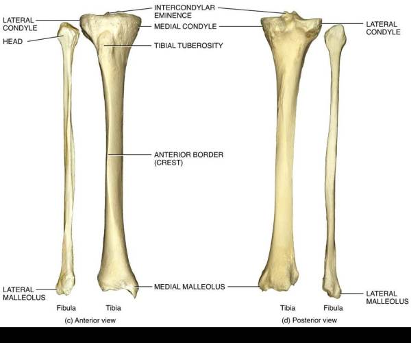 Tibia
