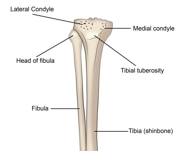 Tibia