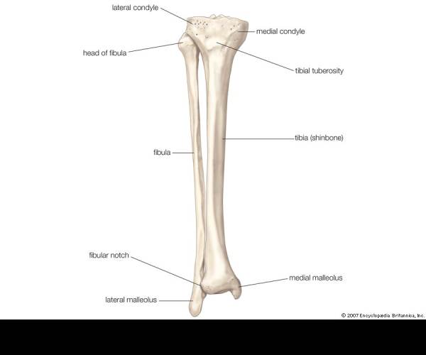 Tibia
