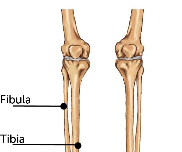 Tibia