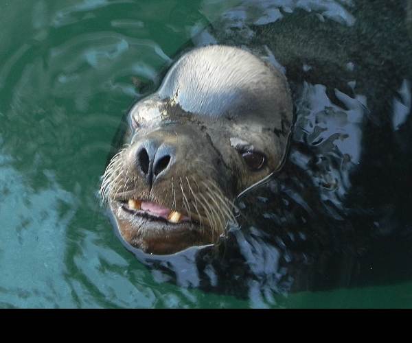 Sea Dogs