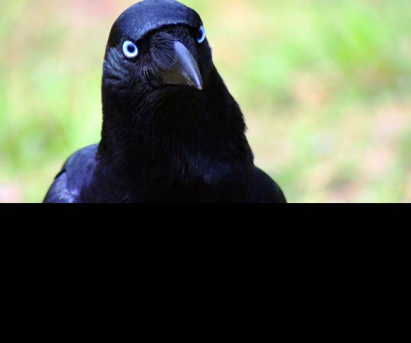 The Crow's Eye