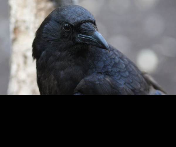 The Crow's Eye