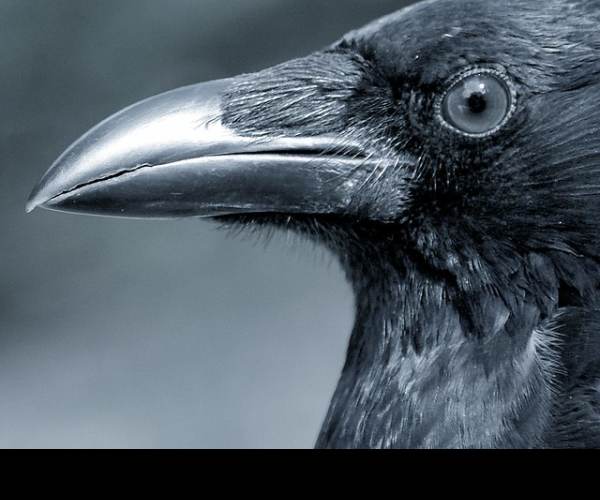 The Crow's Eye