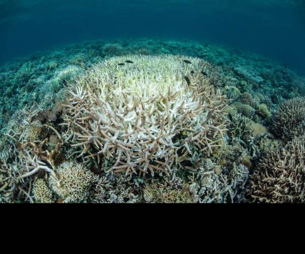 Dead Reefs