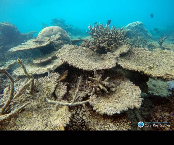 Dead Reefs