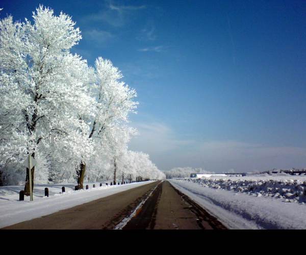 The Frost
