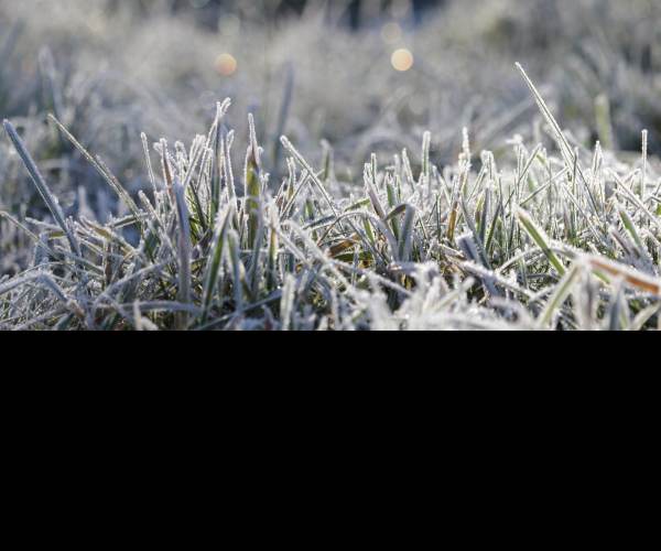The Frost