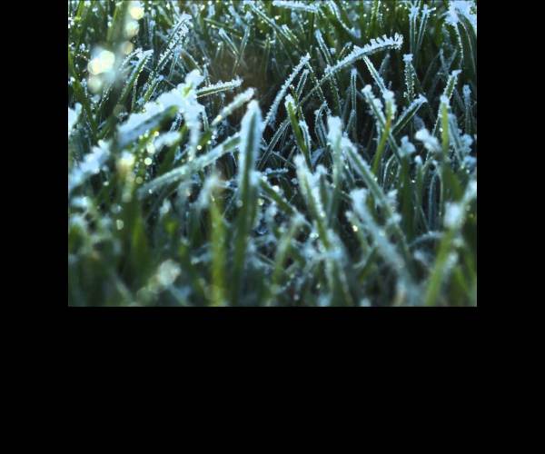 The Frost