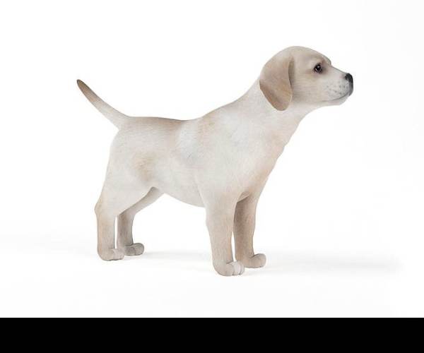 Dogz 3D