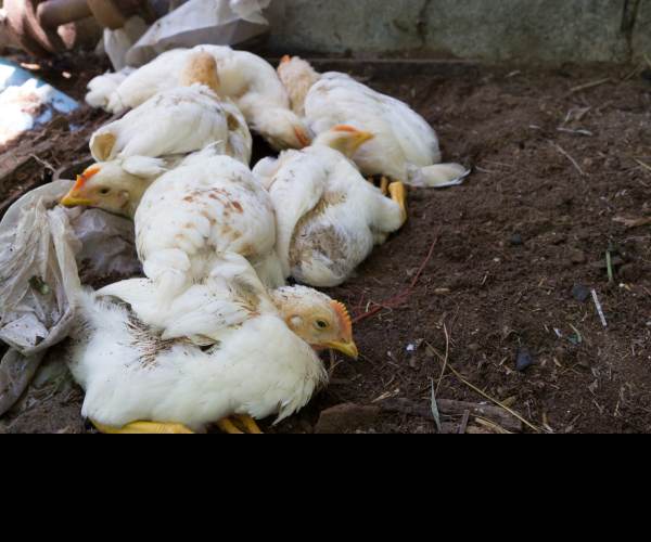 Bird Flu