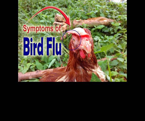 Bird Flu