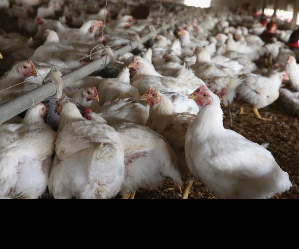 Bird Flu