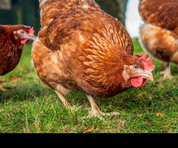 Bird Flu