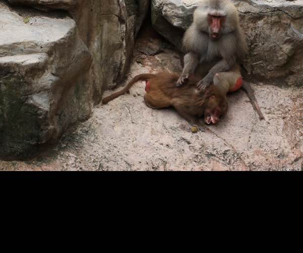 Harem Monkey
