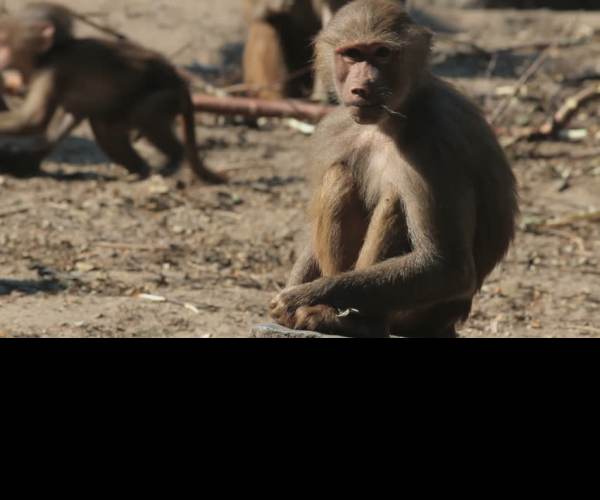 Harem Monkey