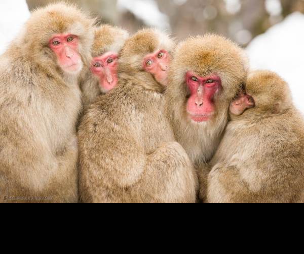 Harem Monkey