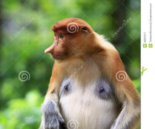 Harem Monkey