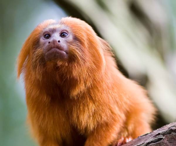 Tamarin