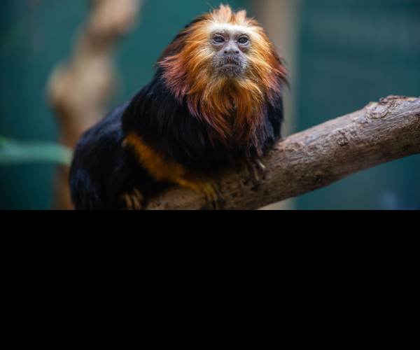 Tamarin