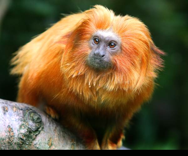 Tamarin