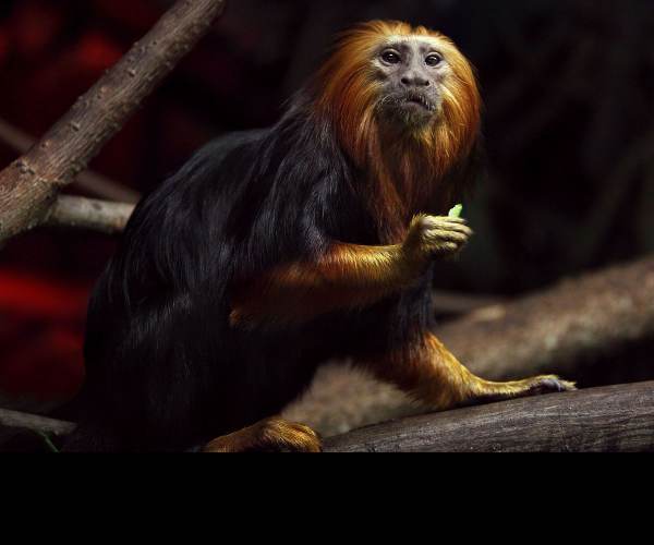 Tamarin
