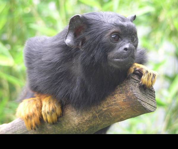 Tamarin