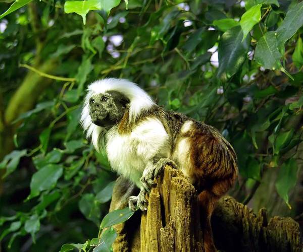 Tamarin
