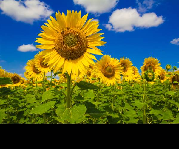 Himawari - The Sunflower