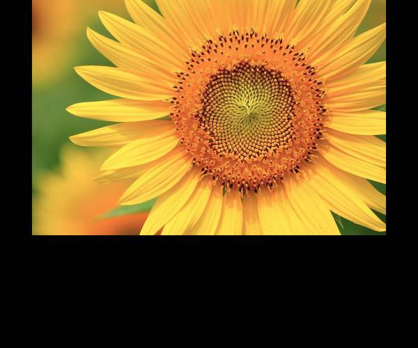 Himawari - The Sunflower