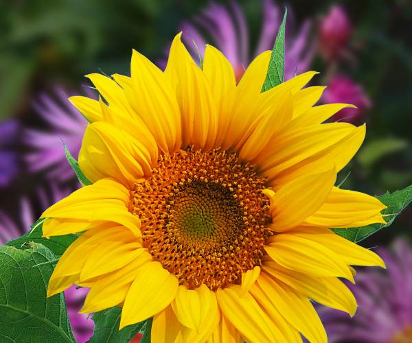 Himawari - The Sunflower