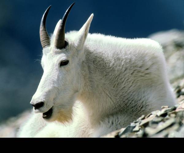 Mountain Goat Mountain