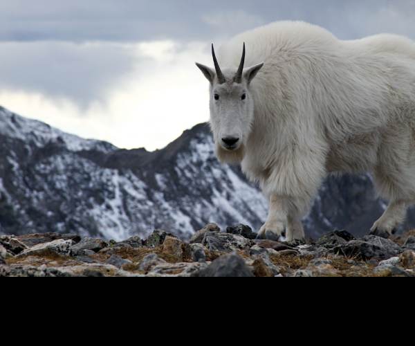 Mountain Goat Mountain